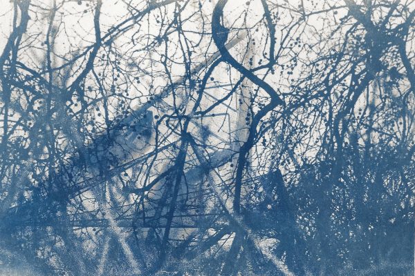 #cyanotype #aviary #toned #alternativeprocess