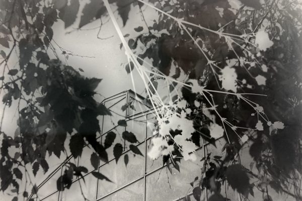 'Gypsophila', unique glass plate photograph with flower photogram