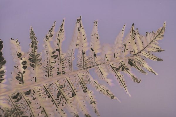 Eastern marsh fern (Thelypteris palustris), unique phytogram