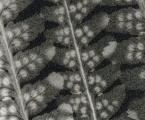 Fern leaves (II), unique cameraless silver gelatin print