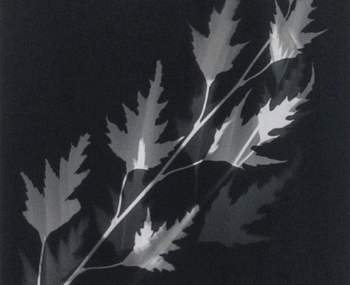 Lifelines (Laciniata silver birch), unique photogram, silver gelatin print