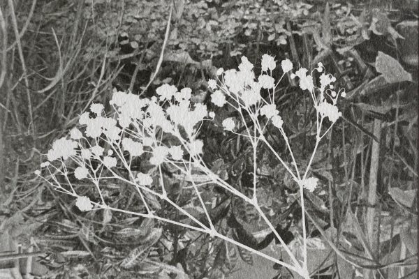 'Lifelines (gypsophila)', unique photogram over silver gelatin print