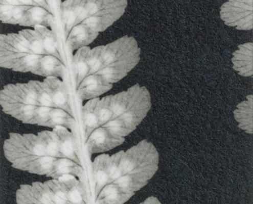 'Fern Leaves (I)', unique cameraless silver gelatin print