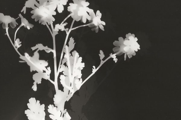 'Dancing flowers' unique silver gelatin photogram